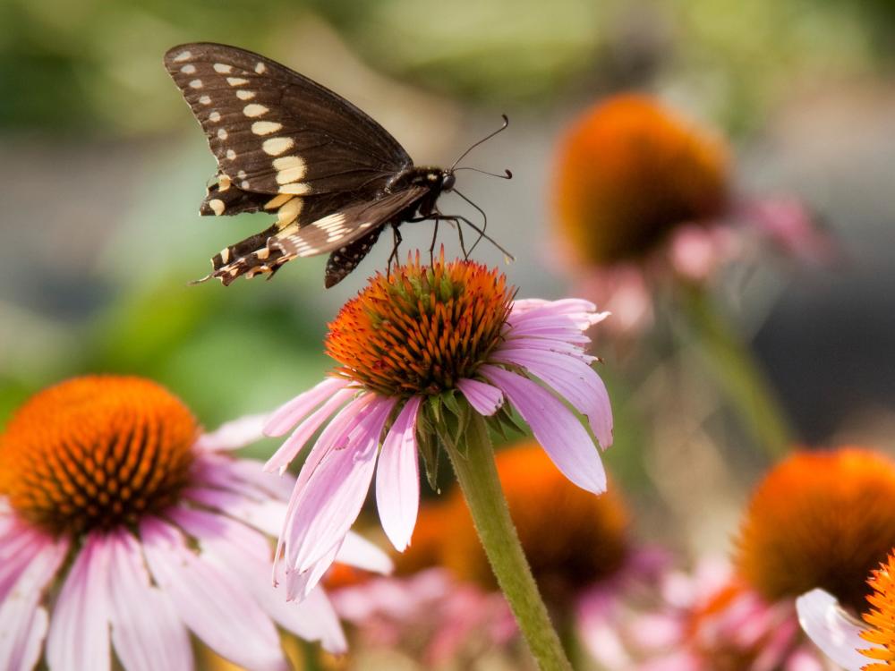 A butterfly on a flowers
