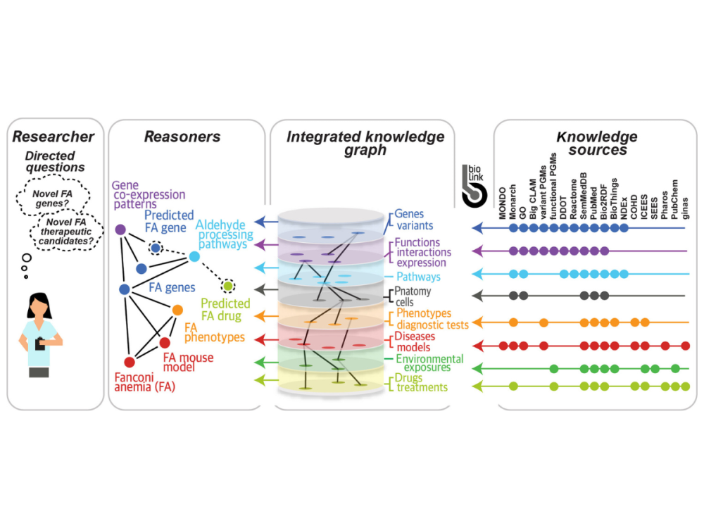 A graph shows the visualization of how the Biomedical Data Translator functions. From left to right, the graph shows inputting questions, how the system works to retrieve information from the knowledge bases, and the responses provided.