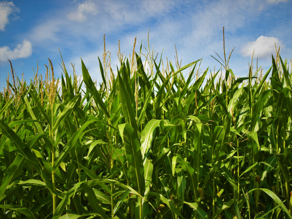 Corn growing in a field in front of a blue sky